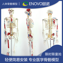 ENOVO颐诺医学可瑜伽脊椎骨架骷髅解剖全身标本人体骨骼模型