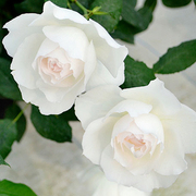 灌木月季心之水滴纯白玫瑰花盆栽，花卉四季开大花浓香型耐热植物