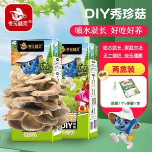 考拉精灵平菇蘑菇种植包菌包2盒装可食用儿童diy菌菇棒菌种子盆栽