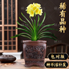 稀有品种黄花君子兰盆栽绿花垂笑高端带花苞花卉植物室内花苗