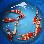 观赏鱼锦鲤活鱼金鱼日本纯种锦鲤三色昭和红白大正锦鲤冷水鱼包活
