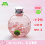 幸福海藻球marimo球藻DIY水培微景观生态瓶创意桌面迷你植物