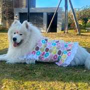 宠物狗狗衣服中大型犬萨摩耶，阿拉斯加金毛哈士奇夏季薄款透气裙子