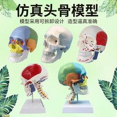 医用人体头骨模型1 1彩色头颅骨模型骷髅头模型可拆卸头颅骨骼