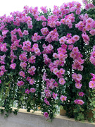 仿真蔷薇花墙面吊花假花藤条装饰塑料花藤蔓植物绿植玫瑰墙壁造q.