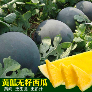 无籽西瓜种子黑皮黄瓤特大超甜巨型西瓜懒汉水果种籽蔬菜孑