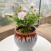 姬月季 世界上最小的月季品种 阳台窗台四季开花植物 南昌