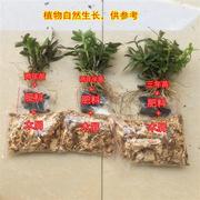 铁皮石斛苗2年苗8-9颗 正宗铁皮石斛盆栽红杆绿植室内种苗