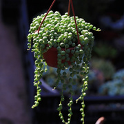 佛珠多肉植物珍珠吊兰高档室内净化空气吸甲醛，四季绿植花卉盆栽