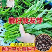 空心菜籽种种子大全四季菜苗菜籽蔬菜大叶空心菜种籽种孑农家盆栽