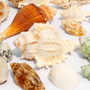 天然海星海螺鱼缸手工造景，贝壳diy打孔寄居蟹壳装饰替换摆件玩具