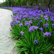 蓝花鸢尾草种子盆栽多年生公园，花卉庭院花海，花种子蓝花燕尾花种籽