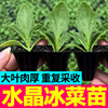 寿光大叶冰菜苗秧带土球脆嫩更大冰粒冰草种子四季高产蔬菜盆栽籽