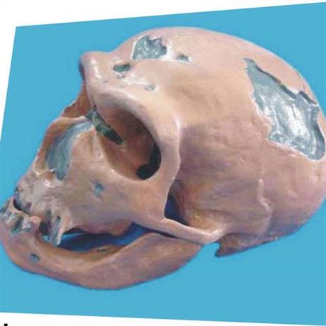 人头骨模型
