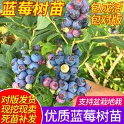 蓝莓树果苗盆栽地栽南方北方种植带土带果庭院树苗当年结果蓝莓苗