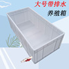 超大号养殖箱塑料乌龟缸龟箱长方形周转箱水族箱养龟养鱼鱼缸箱子
