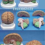 成人脑解剖结构，模型器官医用教学讲解人体标本模型