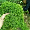 鲜活苔藓微景观DIY创意迷你植物青苔盆景铺面鲜活养龟雨林缸绿植