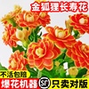 进口金狐狸长寿花盆栽重瓣大花带花包对版，过年花卉室内植物花