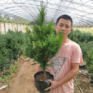 耐寒正宗东北红豆杉树苗，大树绿植花卉盆栽盆景，植物室内好养红豆彬