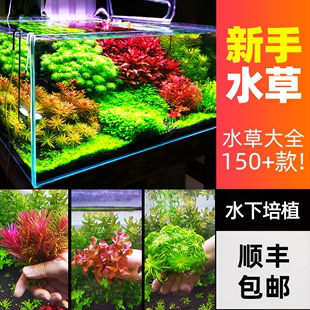 水草植物阴性前景趴地日本矮珍珠水下叶紫红丁香宫廷鱼缸造景水草