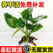 水榕水草植物鱼缸造景沉木带水草溶定植大水榕迷你幽灵辣椒榕阴性