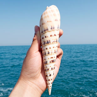竹笋螺天然稀有超大海螺，贝壳摆件收藏标本，鱼缸水族馆造景观赏装饰