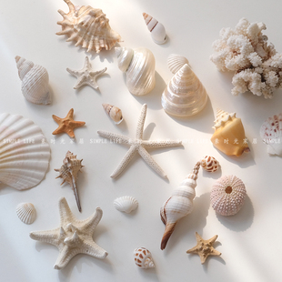 ins风天然蘑菇珊瑚贝壳，海星海螺摆件，饰品展示垫民宿装饰拍照道具