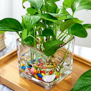 水培器皿创意玻璃花盆水养，植物瓶透明花器绿萝白掌花瓶正方形容器