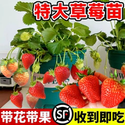 草莓盆栽带果四季结果，红颜玄玉可食用奶油，草莓苗秧冬季室内植物