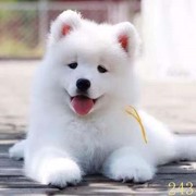 金华萨摩耶幼犬纯种萨摩耶犬活体微笑天使萨摩耶小狗雪橇犬哈士奇