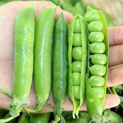 种籽种孑老豌豆菜宛豆品种，脆甜摘碗豆尖的小青豆种子大全秋季