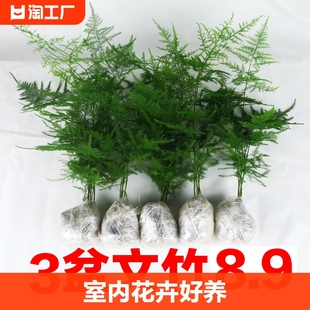 文竹盆栽植物室内办公室绿植花卉好养盆景四季水培矮文竹小苗阳台