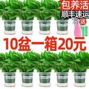 绿萝盆栽花卉植物室内新房家用吸除甲醛长藤垂吊水培绿植大叶绿箩