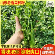 山东老香菜种籽大芫荽种小叶香菜种子四季阳台种菜室内盆栽香菜籽