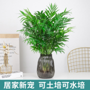 水培植物袖珍椰子盆栽，凤尾竹富贵椰子绿植客厅，办公室桌面好养绿植