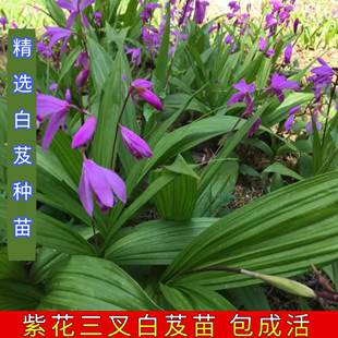 新鲜白芨种苗现挖正宗紫花三叉旱白芨种植盆栽无硫中药材500g