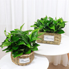 花语自由绿萝盆栽净化空气除甲醛吊兰植物办公室内桌面有氧绿植