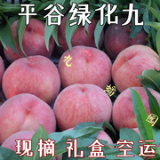 现摘北京绿化九水蜜桃，9号毛桃脆桃软甜桃子平谷大桃新鲜水果礼盒