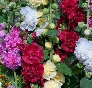蜀葵重瓣大花种籽子一丈红花，种苗花卉室外庭院种孑易活花种植家养