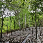 许氏醇品东北黑木耳小碗耳秋木耳东北土特产正宗农家干货无根新货