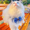 猫咪衣服布偶猫公主裙小猫裙子长毛猫夏季薄款猫猫口水巾蕾丝围脖