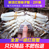 2斤装舟山大红膏蟹鲜活梭子蟹海蟹，特大海螃蟹，大螃蟹全母海鲜水产