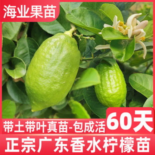 香水柠檬树苗嫁接广东无籽，台湾四季食用青柠檬，苗地栽盆栽带土庭院