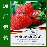 草莓种子四季种植奶油草莓籽四季草莓，籽草莓种籽子水果花卉种孑籽