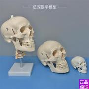 高档人体头颅骨模型头部骨骼带颈椎动脉脑解剖彩色骷髅头可Y拆活