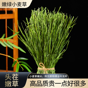 24年烘干小麦草干草嫩尖兔子，牧草龙猫草料荷兰猪粮食饲料毛重1kg