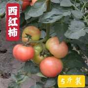 东台蔬菜新鲜西红柿水果大番茄 沙瓤西红柿生吃新鲜5斤自然熟