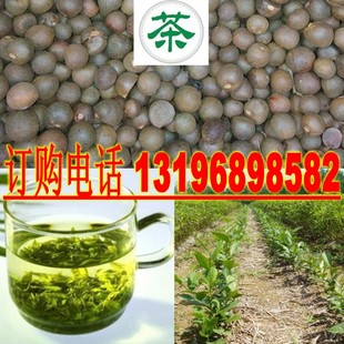 绿茶种子茶种子茶树种子，茶叶种子茶树籽绿茶籽茶花种子