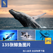 高清JPG素材鲸鱼图片虎鲸蓝白鲸抹香鲸逆戟鲸座头鲸海洋生物动物